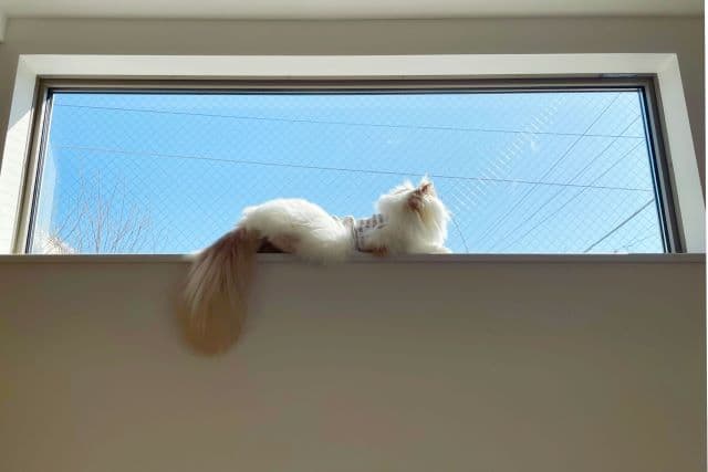 頑張る “ わたし ” の癒しかた ~日々のささやかな幸せたち~【ブログリレーNo.7】