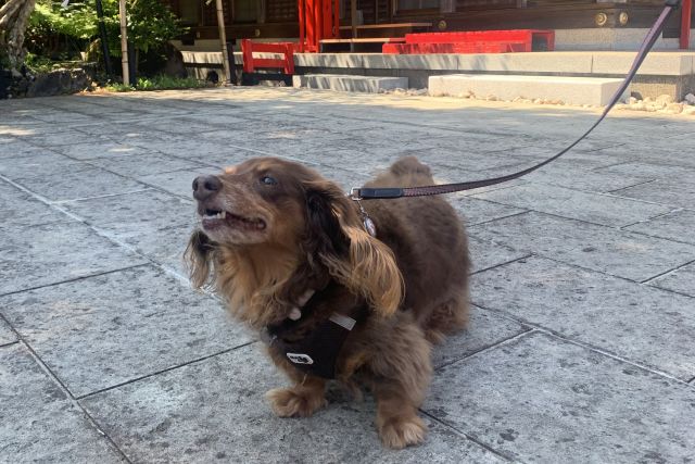 【働くママのブログ】~ペットとお出かけを楽しもう!~